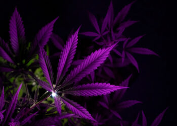 Pinkes Cannabis Blatt